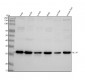 Anti-GCLM Rabbit Monoclonal Antibody